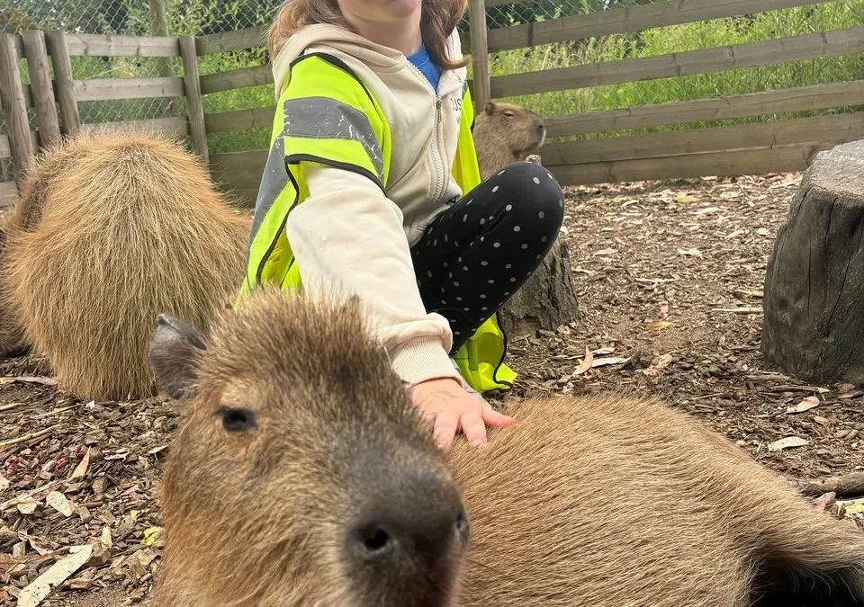 Young girl stroking a capybara